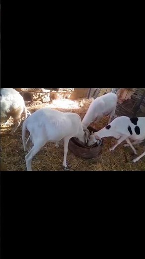 TABASKI: ÉVITE CES 2 CHOSES 🚨 #farm #alimentationanimale #elevage