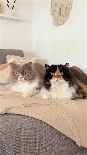 1.1K reactions · 25 shares | Por si os estáis planteando adoptar un gato y poner vuestra vida patas arriba. Spoiler: merece mucho la pena   @jupiters.catlife | zooplus | Facebook