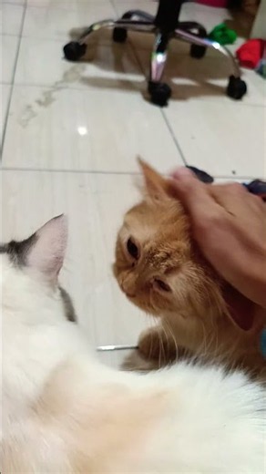 funny cats #397 #cats #cute #pets #meow #instacat #catlover #kittensofinstagram #animaloveras