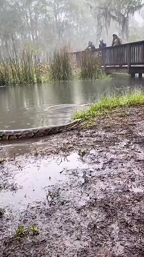 Python vs Electric Eel 🤯⚡️🐍 #animals #wildlife | Riteek Kashyap