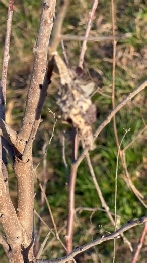 Cocoon, please help identify the species!
