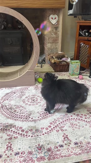 #bubbles #blowingbubbles #cutecatsoftiktok #fyp