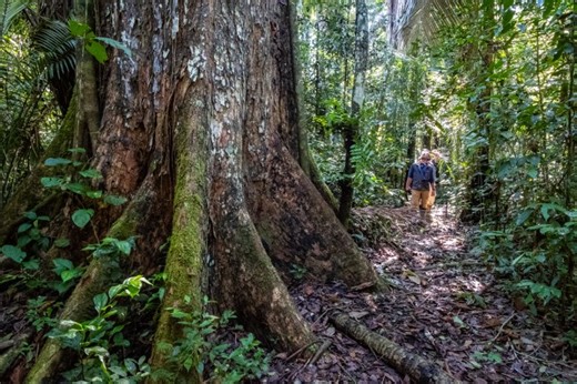 Mahogany, a pillar of the rainforest, needs support (commentary)