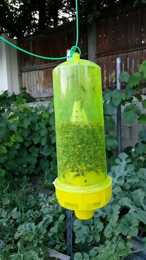 Wasp trap...