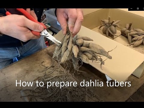 How to prepare Dahlia tubers for planting