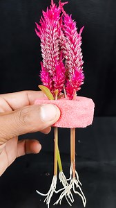 How to grow cockscomb plant at home from flower || Best way to grow pomegranate plant //#highlights #viralvideoシ #viewers #short #gardening #Flowers #reels | Rana Craft
