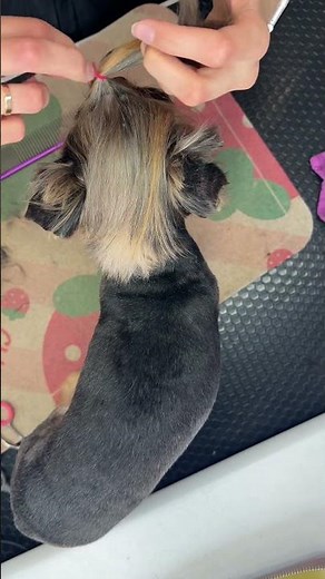 Yorkshire Terrier Epica 💖 | Stylish York Grooming Transformation📝