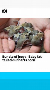 Bundle of joeys! ❤️ Adelaide Zoo has welcomed nine fat-tailed dunnart joeys - the largest litter of the marsupials to be born at the zoo. These native animals have disappeared from some parts of South Australia while they are started to be listed as vulnerable or near threatened in NSW and Victoria, Zoos SA keeper Eli said. 🎥: Adelaide Zoo #ABCMyVideo Hear more Adelaide news here: ab.co/Adelaide Listen to ABC Radio Adelaide here: https://bit.ly/AdelaideRadioLive Want more good news? https://bit