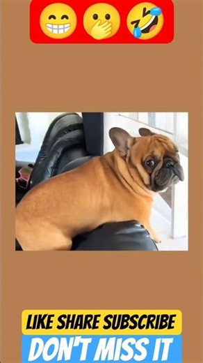 #funny #animal #comedy #pets #cat #dog #new #fun #reels #edit #trending #shorts #laugh #viral #love