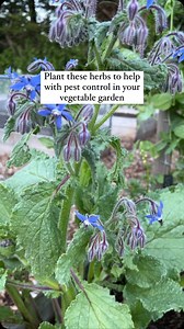 17K views · 201 reactions | Pest management is the goal! Of course in...