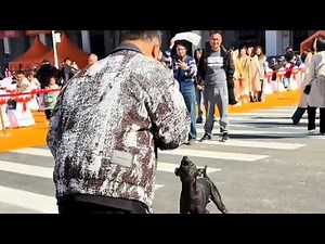 World's #1 Funniest Animal Sound Impersonator Causing Chaos in the Neighborhood