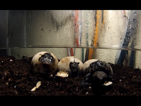 Snapping turtle eggs hatching timelapse
