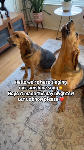 23K views · 1.6K reactions | Lily the bloodhound could sing a little bit today. Hope you enjoyed their song❤️Thank you for all for loving these beautiful girls! #hounddog #dogvideos #bloodhound #hound #doglover | Thebloodhoundlife1 | Facebook