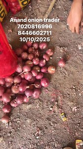 आज 10 अक्टूबर, 2025 का नाशिक प्याज मंडी का ताज़ा भाव! 📈 🧅 आज का औसत भाव (Average Rate): ₹1050/क्विंटल (आप यहाँ आज का सही भाव डाल सकते हैं)[nashikcity] 🧅 सबसे कम भाव (Min Rate): ₹650/क्विंटल[napanta] 🧅 सबसे ज़्यादा भाव (Max Rate): ₹1190क्विंटल[commodityonline] क्या आप भारत में कहीं भी प्याज की सप्लाई चाहते हैं? हम, आनंद अनियन ट्रेडर, सीधे नाशिक के खेतों से अच्छी क्वालिटी का प्याज पूरे भारत में सप्लाई करते हैं। हम APMC लाइसेंस प्राप्त ट्रेडर हैं और एक्सपोर्ट क्वालिटी के प्याज (लाल और सफेद) में