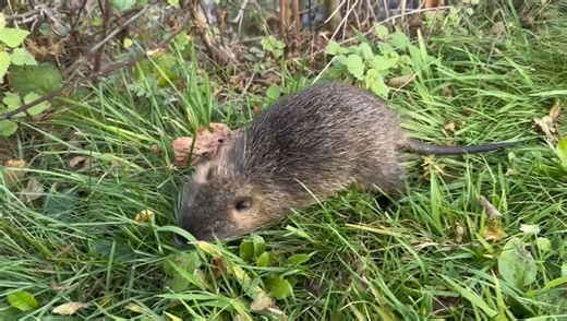 Nutria (Myocastor coypus) (3)