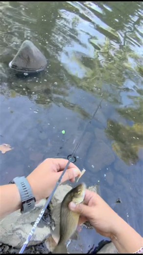 White perch slams Gulp Alive minnow #ultralightfishing #whiteperchfishing #fishon #gulpminnow