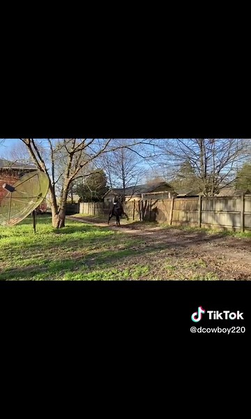 Athletic Racking Horse Results and Horsemanship Showcase