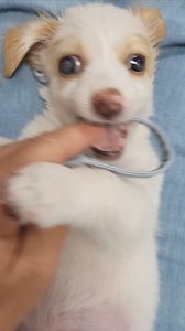 Isnt he adorable? 🥰 He loves playing, getting cuddled. Having attention and kisses. Hes a normal baby like all pups if you ignore his eyes. We took this video to show you how gorgeous Mika is. He started teething and hes got that pointy piranha teeth now. He wants something to bite all the time and play. His characteristics as you can see are the normal kokoni ones. He is a very sweet and beautiful little pup bless him. You can see also his eyes and see what we ment on the previous posts for hi