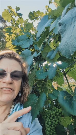 🍷 Introducing Heritage Estate Savagnin — $33, free freight, 100% hand-picked natural fruit 🌟Tasting profile On the nose: imagine “a spring breeze before the rain” — floral with soft hints of tropical fruit. Think passionfruit, gooseberry and kiwifruit. 🪇 On the palate: clean, crisp and lightly acidic. The flavours of tropical fruit and citrus come through, giving a fresh, uplifting character. ♻️ For wine lovers who appreciate depth: subtle savoury and mineral undertones, with a hint of nutty 