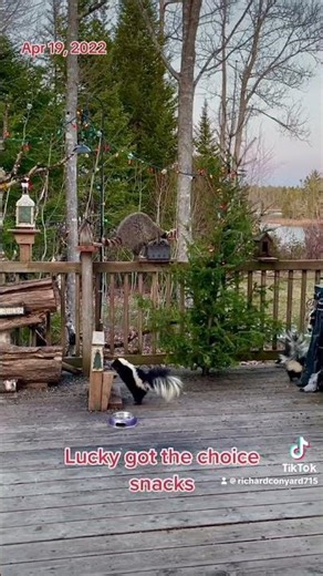 Lucky the Raccoon and 2 Skunk Friends , Peanut Butter Club ,By R Conyard#wildlife #raccoon #skunks