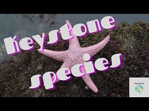 What is Keystone Species? (Explained in 2 Minutes) / Heal Earth
