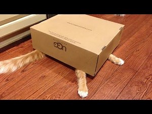 Hardest TRY TO STOP LAUGHING challenge - The FUNNIEST ANIMAL compilation