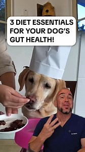 Dog dealing with a sensitive stomach? Here’s what I recommend as a vet 👇 Add a probiotic chew to their daily routine. I like PetLab Co.’s Probiotic—it’s formulated to support gut health and help with issues like loose stools, gas, and even allergies. 🦠 Delivers billions of good bacteria 📊 Backed by a clinical study* ✅ Designed specifically for dogs with digestive issues If I could recommend just one thing for gut support—it’s this. | PetLab Co.