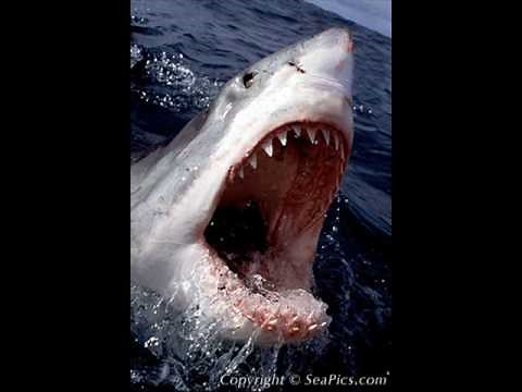 fight to the death great white vs bull shark.wmv