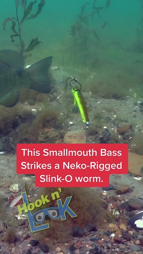 This smallmouth bass strikes a Neko-Rigged Slink-O worm. #smallmouthbass #bassfishing #yamamotobaits #underwatervideography #hooknlook #fishingtips #GenshinImpact33 #fishing #seeingisbelieving #gsmoutdoors ##fishseaguar