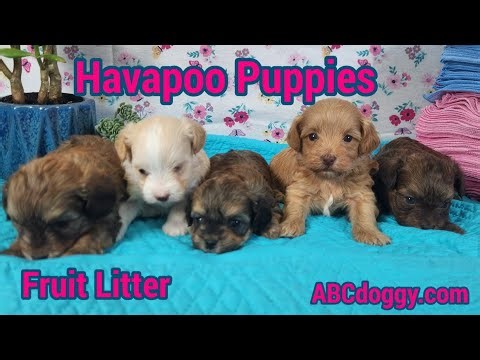 Havapoo Puppies * Parents - Lucy & Chee Chee * Born 1/20/2026 * ABCdoggy.com
