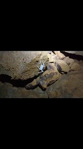 A Cave Marshmallow! This is a cave Cricket that has perished. The fungus is present on the cricket at the time of death and it quickly moves in to devour the cricket before other cave invertebrates can. #caves #fungus | TAG Caver