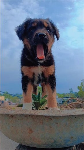 #jimmy #puppy #cute #dog #2026