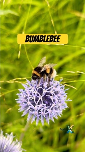A Bumblebee 🐝 is a large, fuzzy insect #bumblebee #nature #explore #insect #wildlife