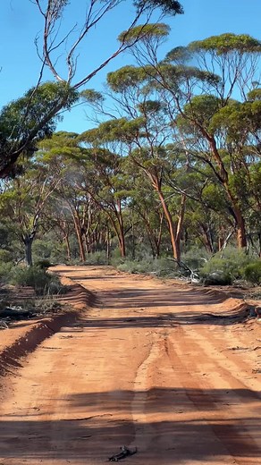 Exploring Eucalyptus Woodlands in Western Australia