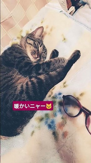 2025年10月22日🐱🍀気持ちいいね🐱🍁＃ねこ＃癒しねこ＃すっぴーちゃん