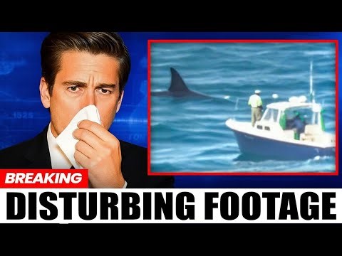 Marine Biologists Solved the Mystery of the Vanished Great White — The Predator Is Terrifyingly Real