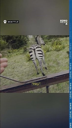 Hot to catch a zebra: Skagit County couple wrangles elusive animal