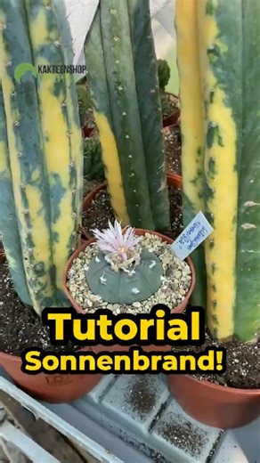 Protecting cacti from sunburn: Tutorial after winter dormancy & San Pedro Variegated New Products