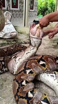 “Giant Pet Python Eats a Whole Chicken!”