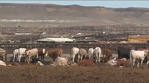 Snake River Waterkeeper alleges pollution against Simplot in a new civil lawsuit