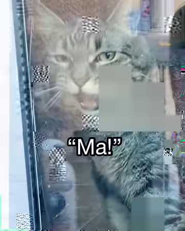 Imagine if cats could talk... 😸 | Tyla