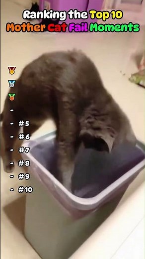 Epic Cat Fails Compilation