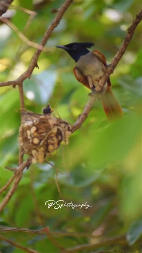 Rajgir Zoo Safari on Instagram: "The Indian Paradise Flycatcher (Terpsiphone paradisi) is a medium-sized bird (19–22 cm) native to Asia, renowned for its long, flowing tail streamers and acrobatic aerial hunting. #rajgirzoosafari #pswildlifephotography #bird #photography #wildlife"