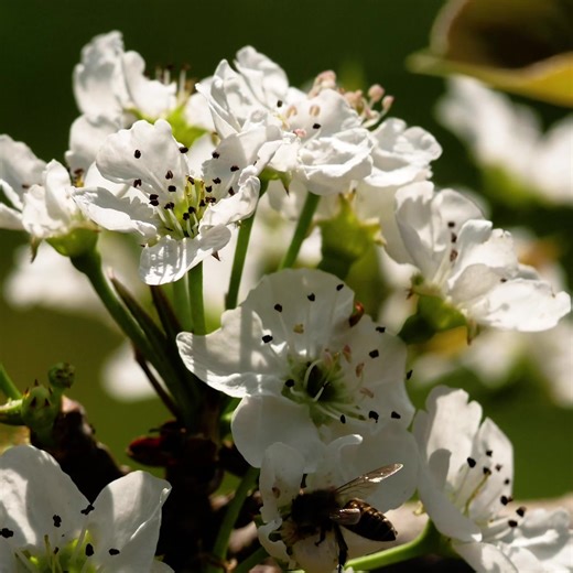 Los insectos 🐞🐝🦋 desempeñan funciones ecológicas clave: facilitan la polinización, regulan poblaciones en los ecosistemas y aceleran la descomposición de materia orgánica. Sin ellos, la estabilidad ambiental del planeta 🌍✨ se vería seriamente comprometida. | Fundación Biodiversidad