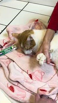 Cat restraint for vet care