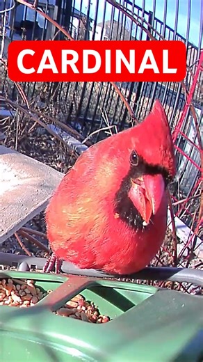 Red Cardinal Captured with BirdFy Pro
