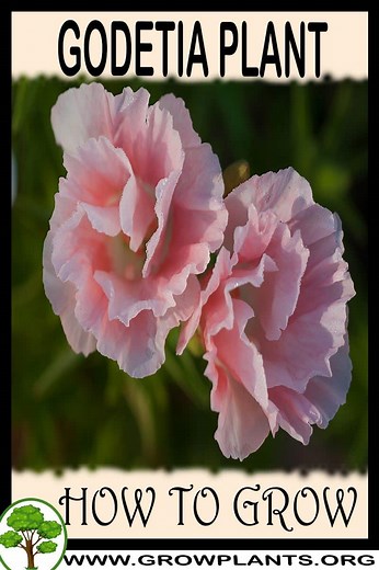 Godetia - How to grow & care