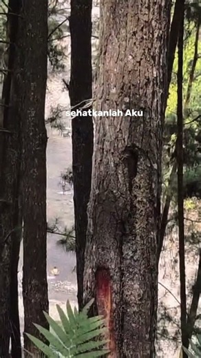 Story WA 30 Detik || Story Wa Keren || Status WA Terbaru