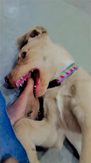 #shorts #funny #ytshorts #shortvideo #shortsfeed #dog #dailyvlog #emotional