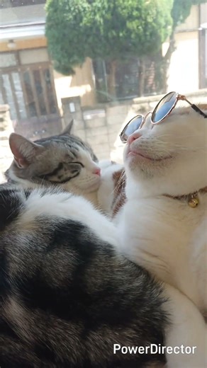 撮影前の一コマ オチはありません 【猫 cut】 #ゆうな家族 #猫 #ねこ #cat #多頭飼い